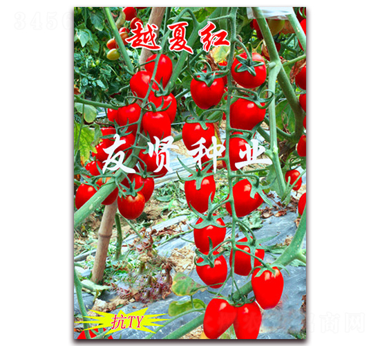 è¶Šå¤ç´…-ç´…è‰²æ«»æ¡ƒå°ç•ªèŒ„ç¨®å­-å‹è³¢ç¨®æ¥­(yÃ¨)