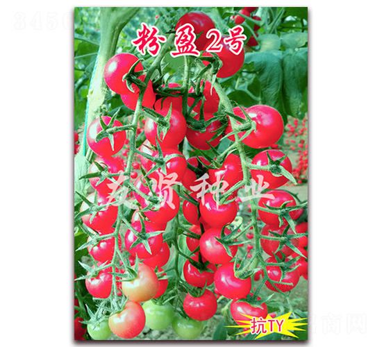 粉盈2號(hào)-抗TY病毒櫻桃小番茄種子-友賢種業(yè)