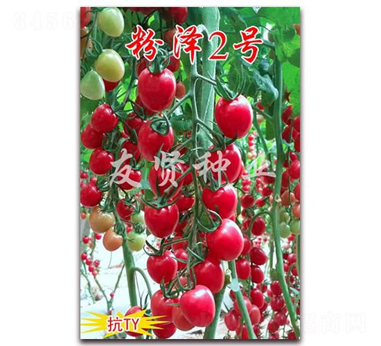 ç²‰æ¾¤2è™Ÿ(hÃ o)-æŠ—TYç—…æ¯’æ«»æ¡ƒå°ç•ªèŒ„ç¨®å­-å‹è³¢ç¨®æ¥­(yÃ¨)