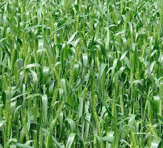 哲麥10號-平安種業(yè)