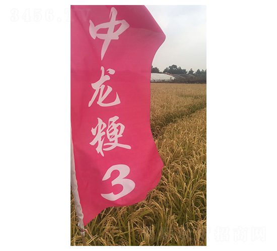 中龍粳3號(hào)-小麥種子-瑞豐種業(yè)
