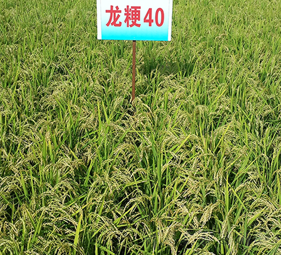 龍粳40-水稻種子-蓮匯農(nóng)業(yè)