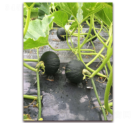 雙福-南瓜種子-禾誠(chéng)種苗