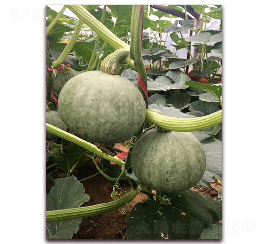 灰貝-南瓜種子-禾誠種苗