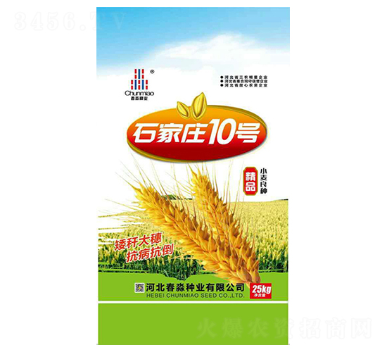 石家莊10號(hào)-春淼種業(yè)