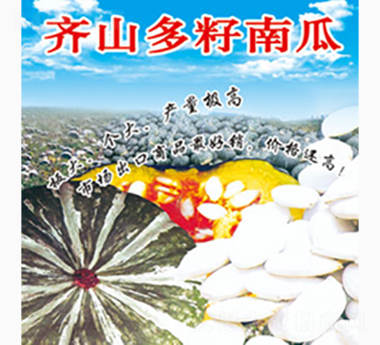 齊山多籽南瓜-齊山種業(yè)