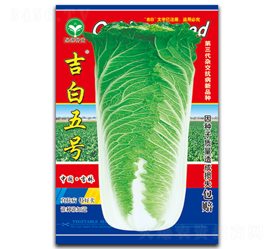 吉白五號-白菜種子-泉源