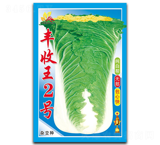豐收王2號(hào)-白菜種子-泉源