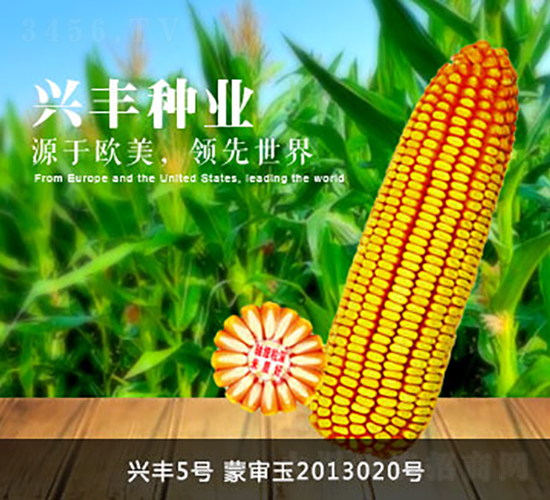 興豐5號(hào)-興豐種業(yè)