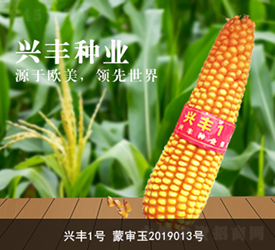 興豐1號(hào)-興豐種業(yè)