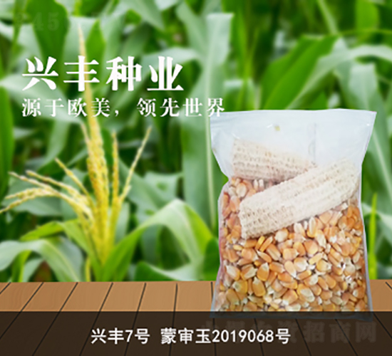 興豐7號-興豐種業(yè)