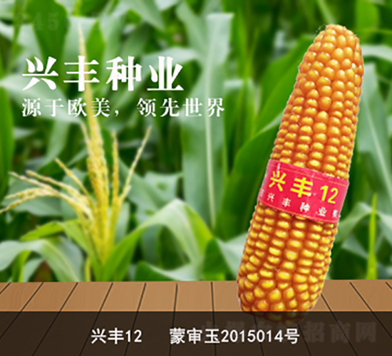 èˆˆè±12-çŽ‰ç±³ç¨®å­-èˆˆè±ç¨®æ¥­(yÃ¨)