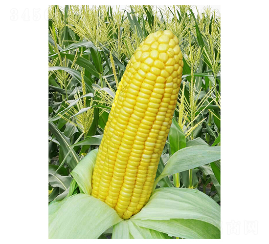 é‡‘ç¦§-çŽ‰ç±³ç¨®å­-å¤©ä¹‹æº