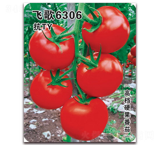 é£›æ­Œ6306-ç•ªèŒ„ç¨®å­-é£›æ­Œè¾²(nÃ³ng)æ¥­(yÃ¨)