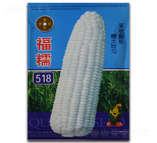 福糯518-白糯玉米種子-金馬開(kāi)元