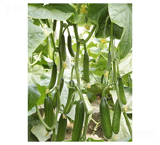 æ–¯ç‰¹æ‹‰-æ°´æžœé»ƒç“œç¨®å­-å‡Œå»£è¾²(nÃ³ng)æ¥­(yÃ¨)
