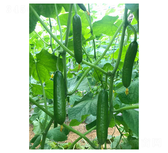 奧維特-水果黃瓜種子-凌廣農(nóng)業(yè)