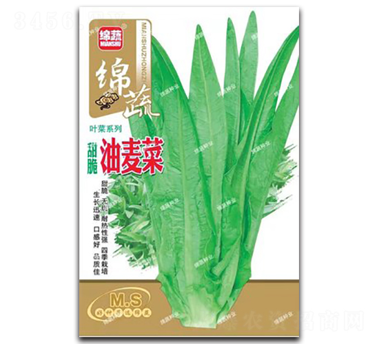 甜脆油麥菜-油麥菜種子-綿蔬種業(yè)