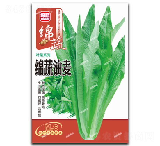 綿蔬油麥-油麥菜種子-綿蔬種業(yè)