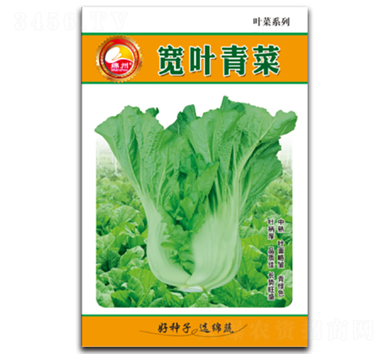 寬葉青菜-青菜種子-綿蔬種業(yè)