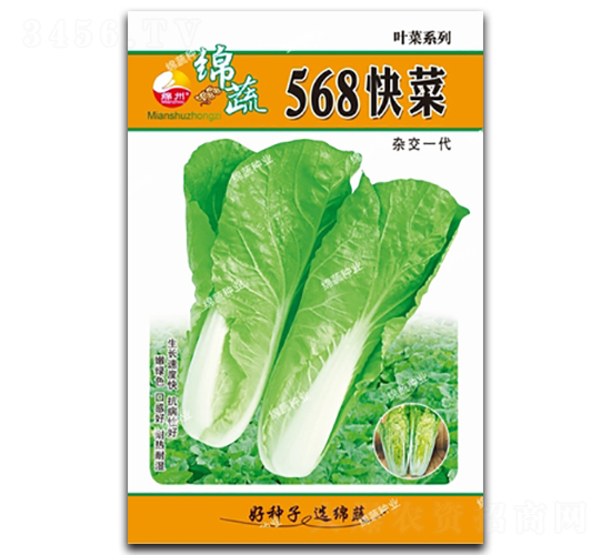 568快菜-青菜種子-綿蔬種業(yè)