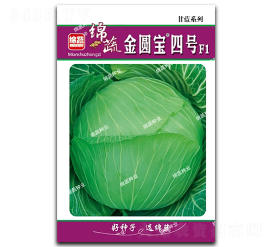 金圓寶四號(hào)-包菜種子-綿蔬種業(yè)