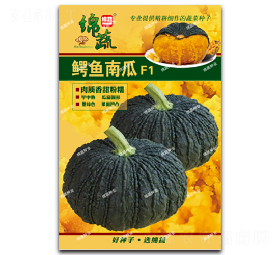 鱷魚南瓜-南瓜種子-綿蔬種業(yè)