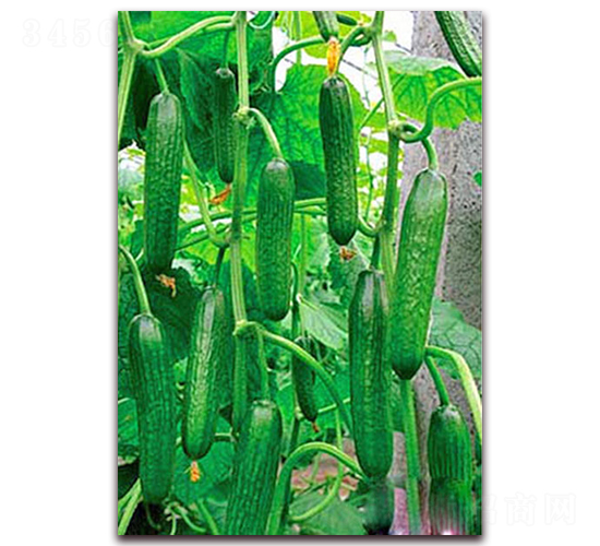 綠袖1號(hào)-黃瓜種子-超達(dá)