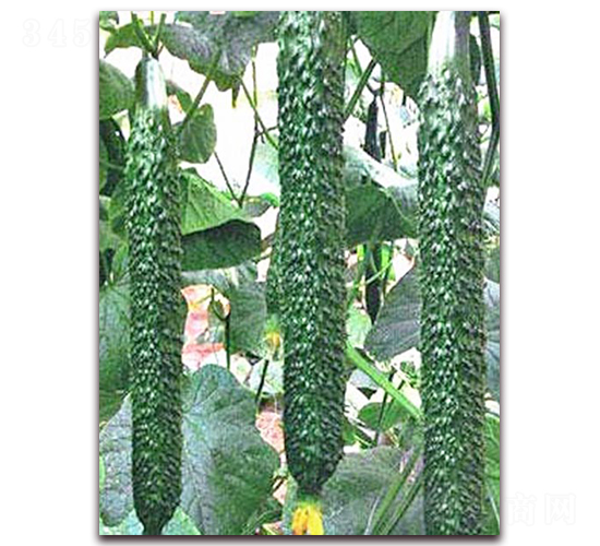 超達(dá)2號(hào)-黃瓜種子-超達(dá)