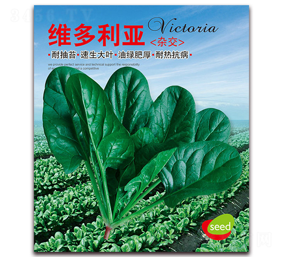 維多利亞-菠菜種子-營口君旺