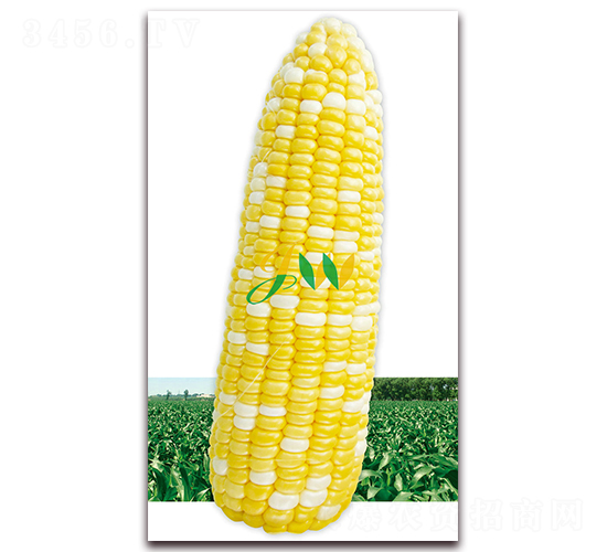 普拉多450克-鮮食玉米種子-營(yíng)口君旺