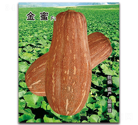 金蜜-南瓜種子-營口君旺