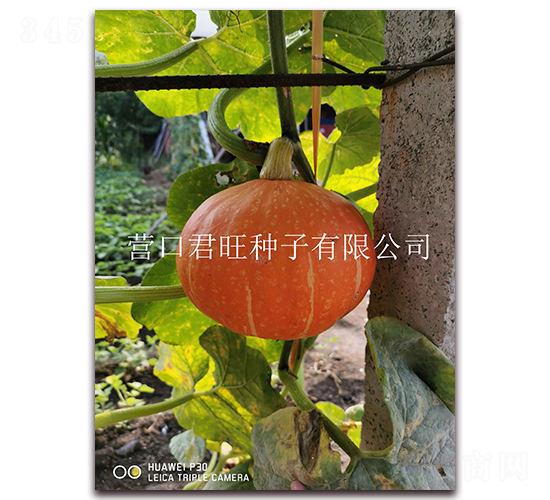 金太陽2號-南瓜種子-營口君旺