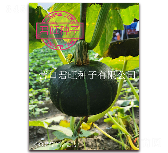 黑鉆-南瓜種子-營口君旺