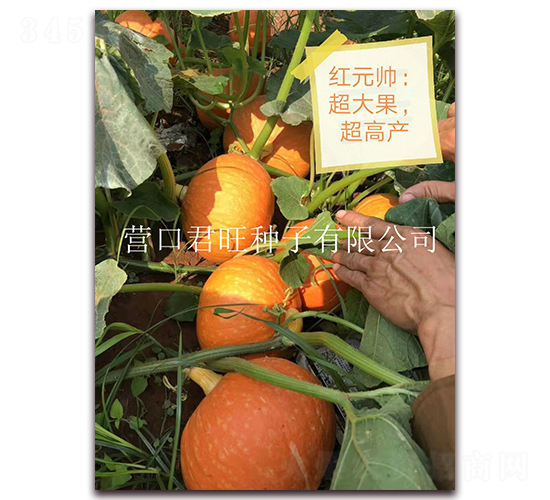 紅元帥-南瓜種子-營口君旺