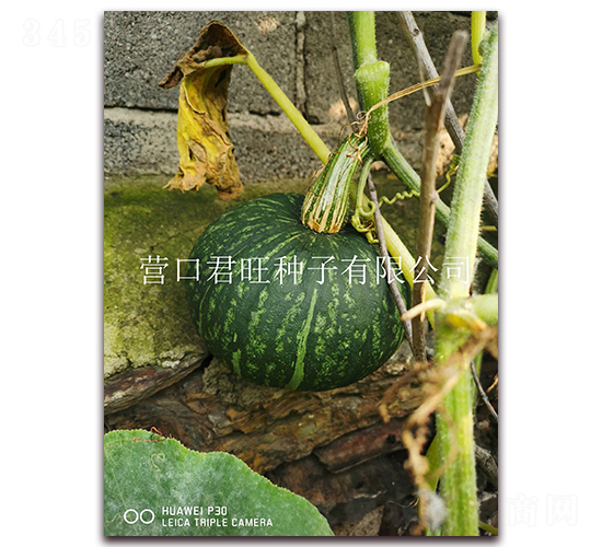 æ°é¦™æ —-å—ç“œç¨®å­-ç‡Ÿå£å›æ—º