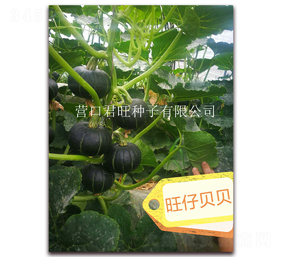 旺仔貝貝-南瓜種子-營(yíng)口君旺