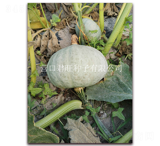 銀栗1號(hào)-南瓜種子-營口君旺