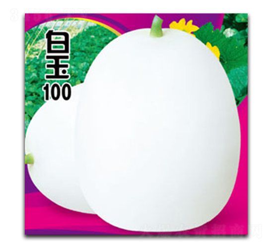 白玉100-甜瓜種子-德信盈農(nóng)業(yè)