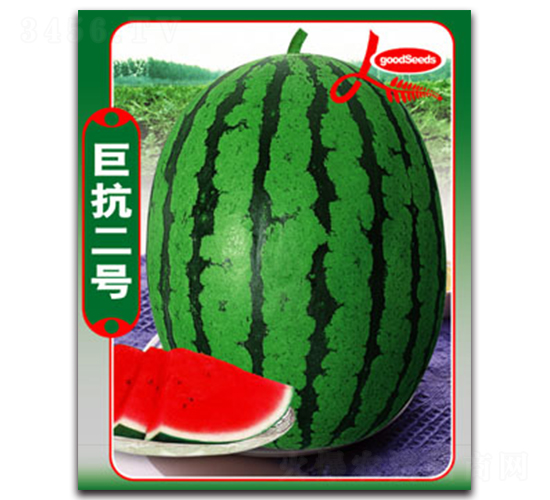 巨抗二號(hào)-西瓜種子-德信盈農(nóng)業(yè)