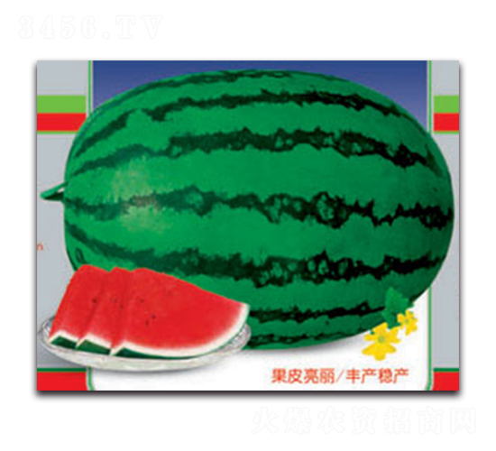 巨抗五號(hào)-西瓜種子-德信盈農(nóng)業(yè)