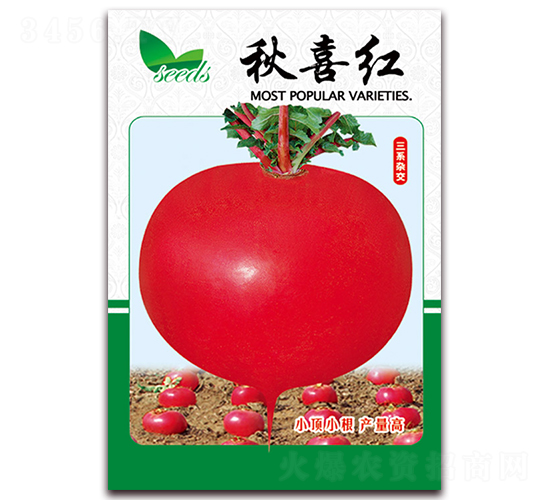 秋喜紅-蘿卜種子-天星種業(yè)