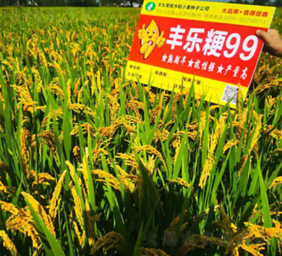 豐樂(lè)粳99-水稻種子-豐樂(lè)種業(yè)