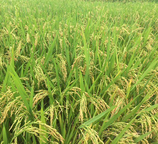 早糯5號(hào)-水稻種子-豐樂(lè)種業(yè)