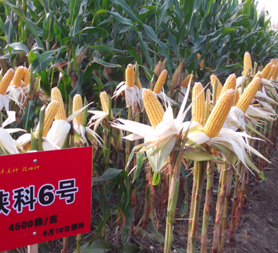 陜科6號(hào)-玉米種子-豐樂種業(yè)