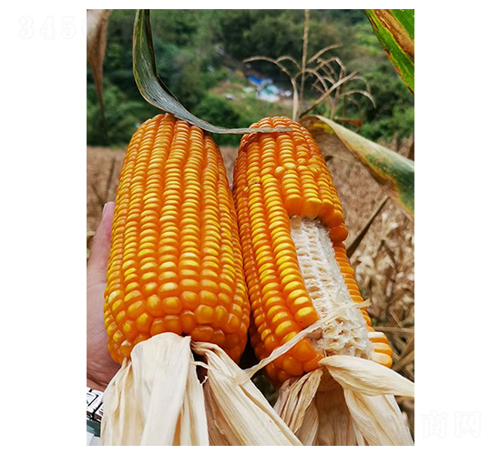 æ©å–®525-çŽ‰ç±³ç¨®å­-è±æ¨‚ç¨®æ¥­(yÃ¨)