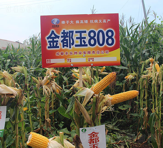 é‡‘éƒ½çŽ‰808-çŽ‰ç±³ç¨®å­-è±æ¨‚ç¨®æ¥­(yÃ¨)