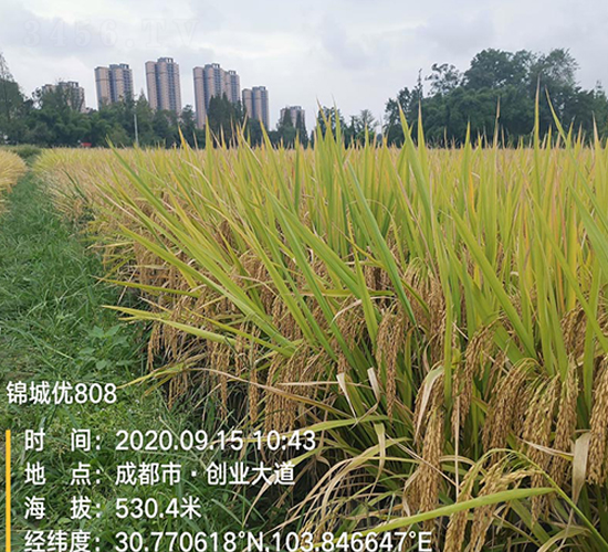 錦城優(yōu)808-水稻種子-豐樂(lè)種業(yè)
