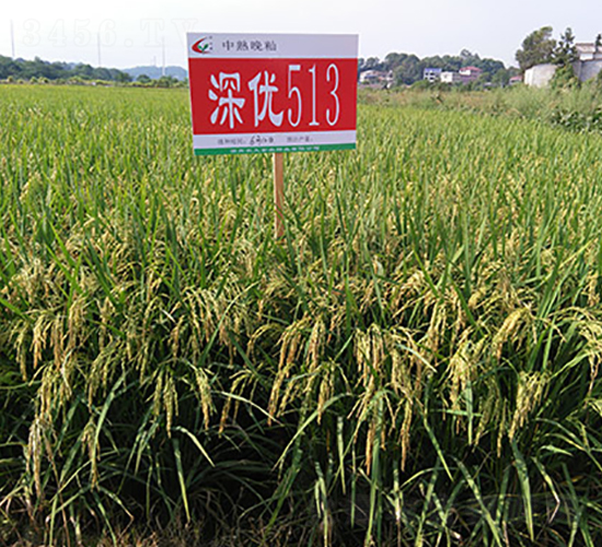 深優(yōu)513-水稻種子-豐樂(lè)種業(yè)