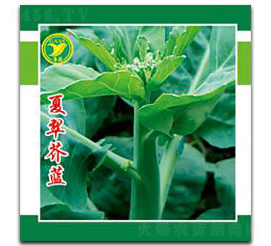夏翠芥藍(lán)-芥藍(lán)種子-科農(nóng)